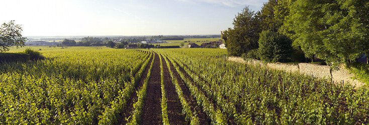 Domaine Bertrand Machard de Gramont Vineyards