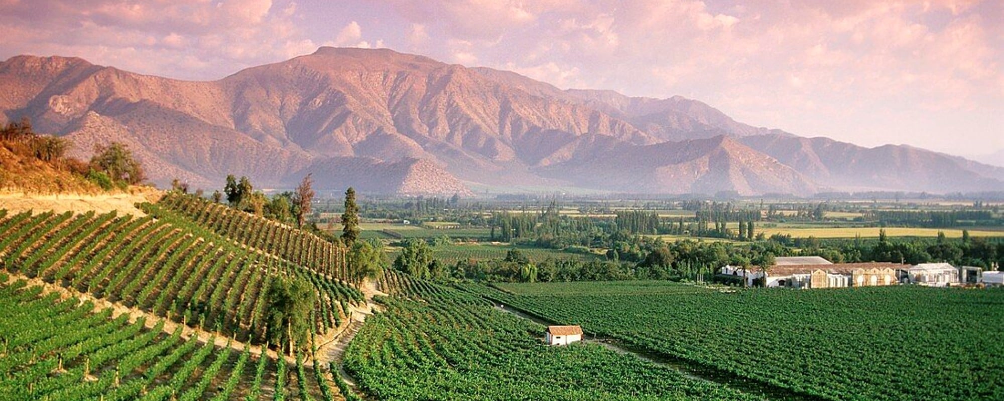 Almaviva Winery and Vineyards in Puente Alto, Chile