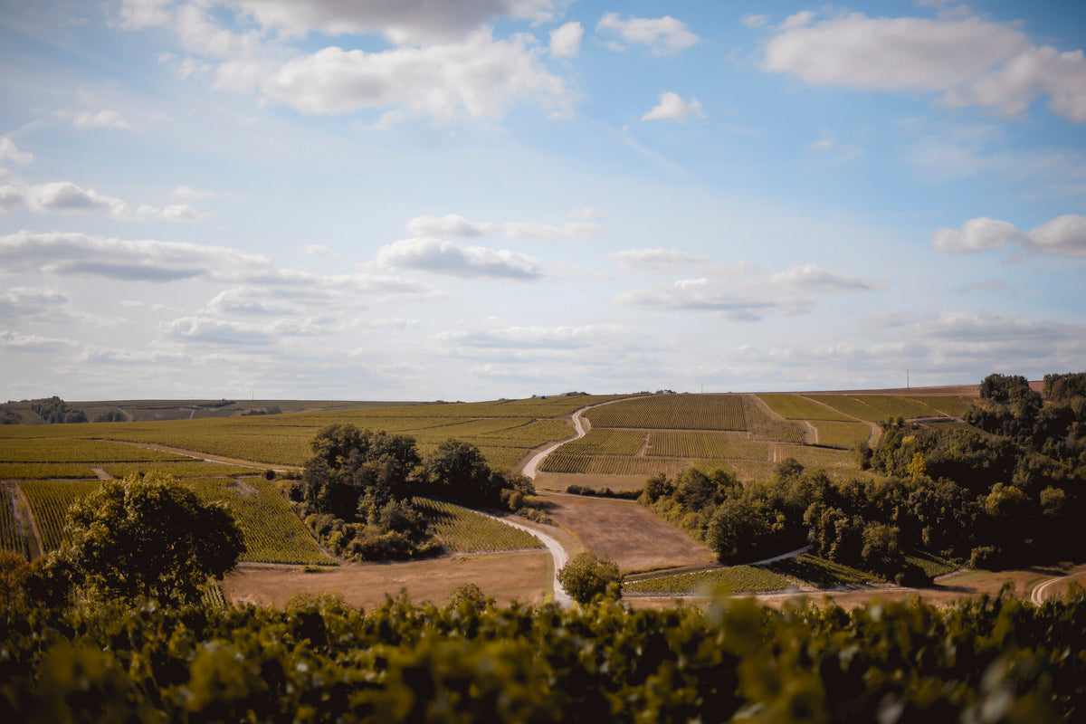 Château de Béru vineyard in Chablis, Burgundy