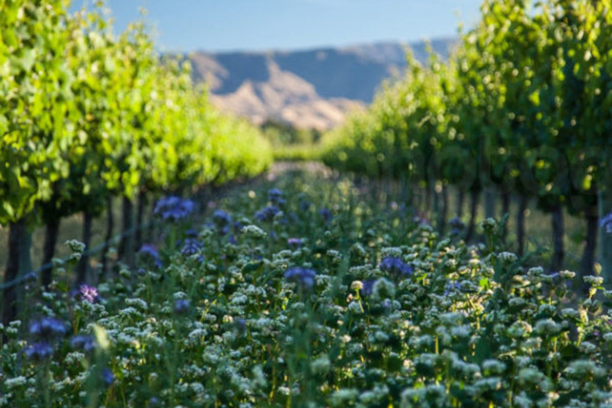 Te Whare Ra Vineyard