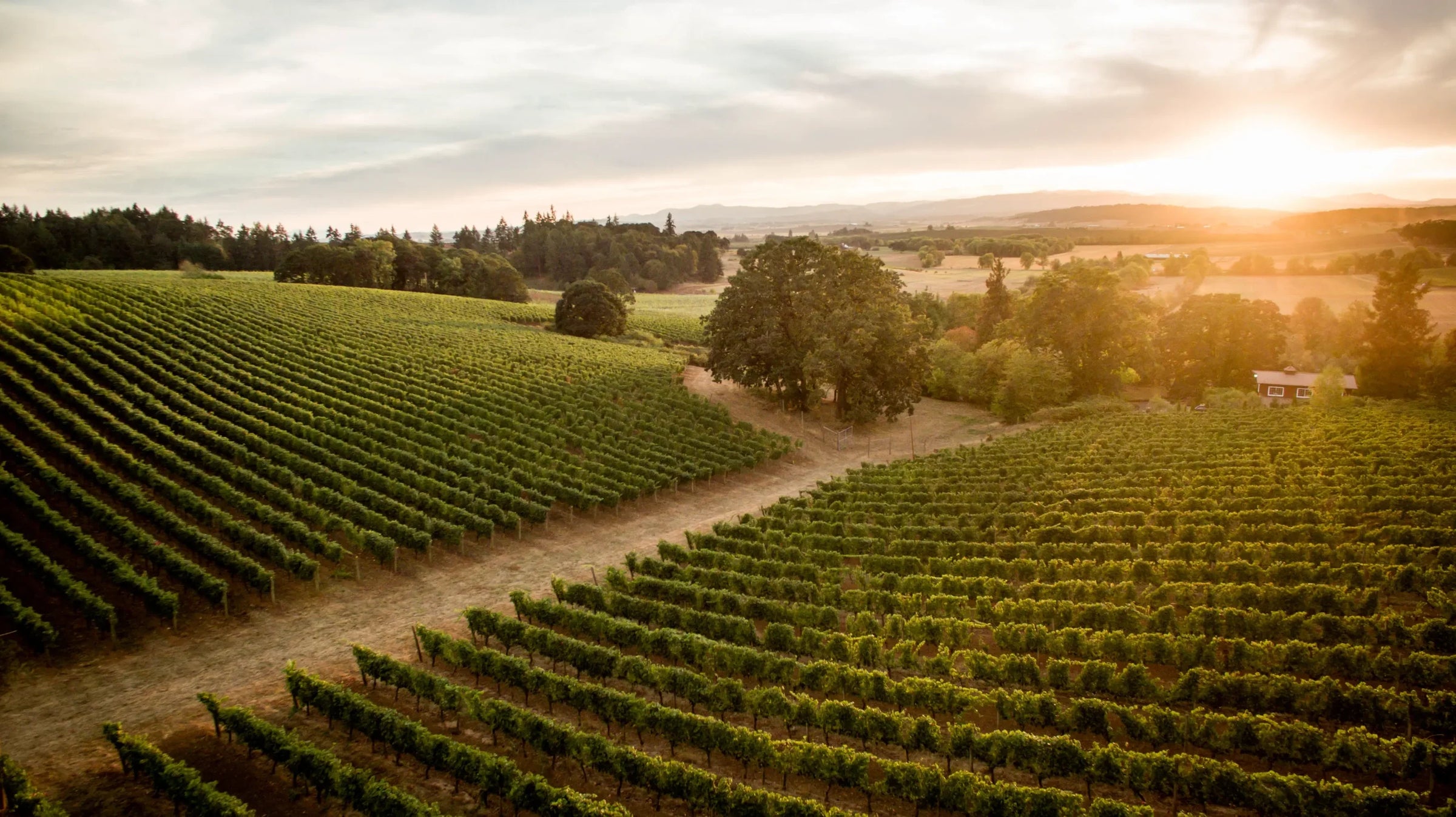 Lingua Franca Estate Vineyard