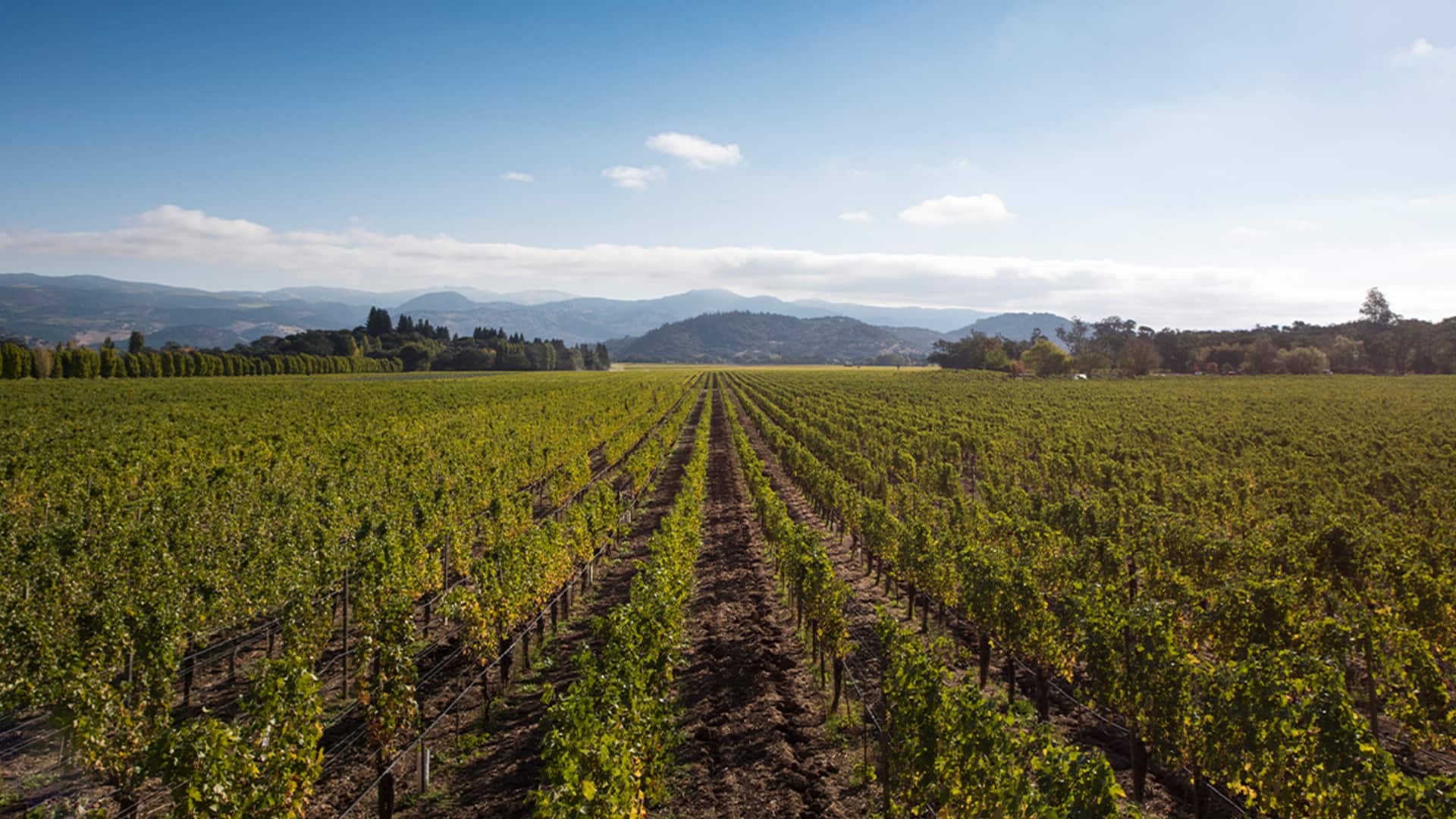 Double Diamond Cabernet Sauvignon from To Kalon Vineyard, Napa Valley