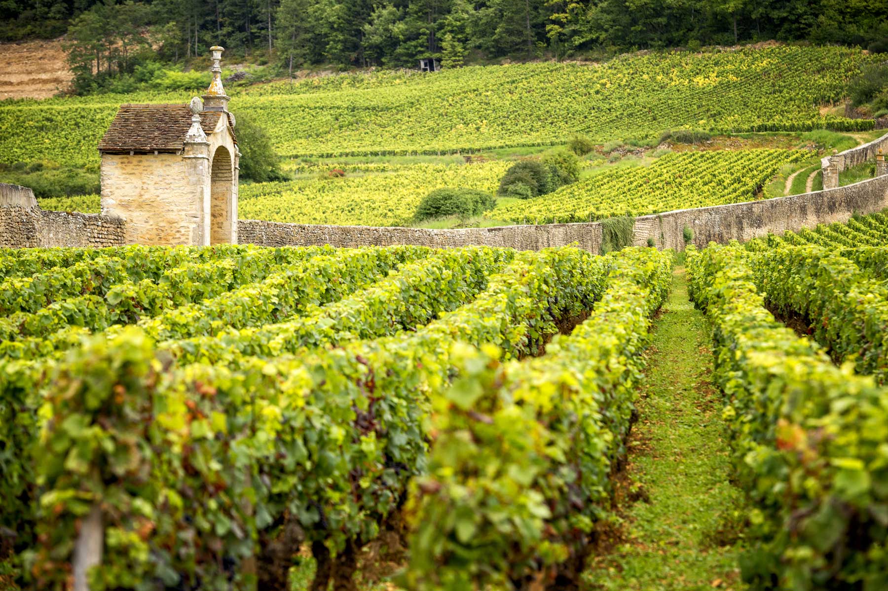 Domaine Robert Groffier Vineyard