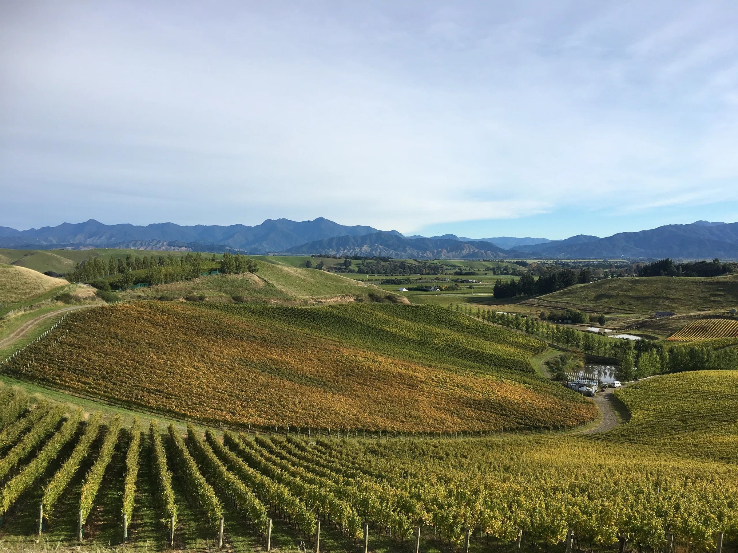 Blank Canvas Holdaway Vineyard