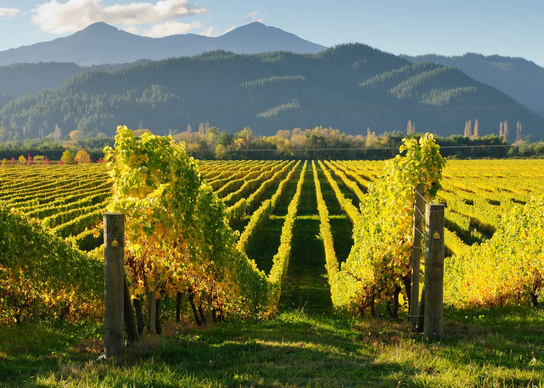 Te Whare Ra Organic Vineyard