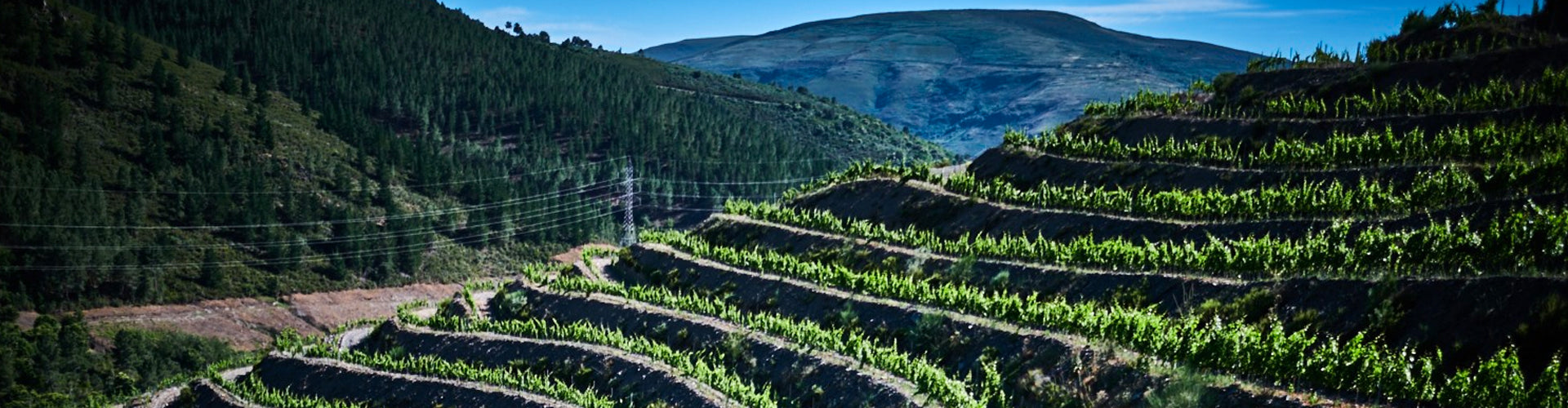 Virgen del Galir Vineyard