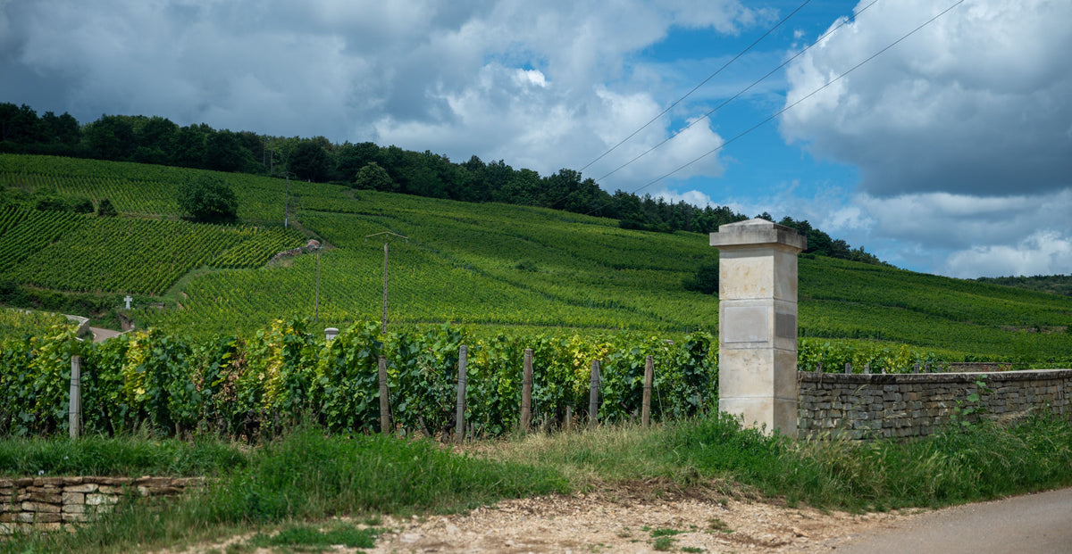 Puligny-Montrachet vineyards in Burgundy