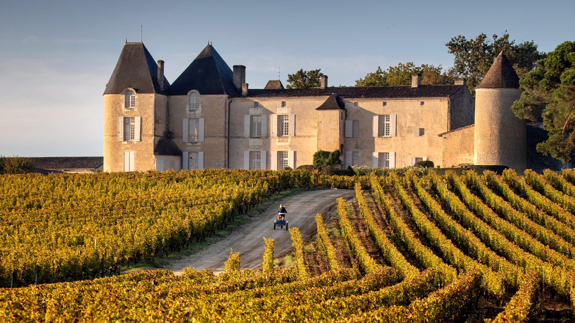Château d’Yquem vineyard in Sauternes, Bordeaux