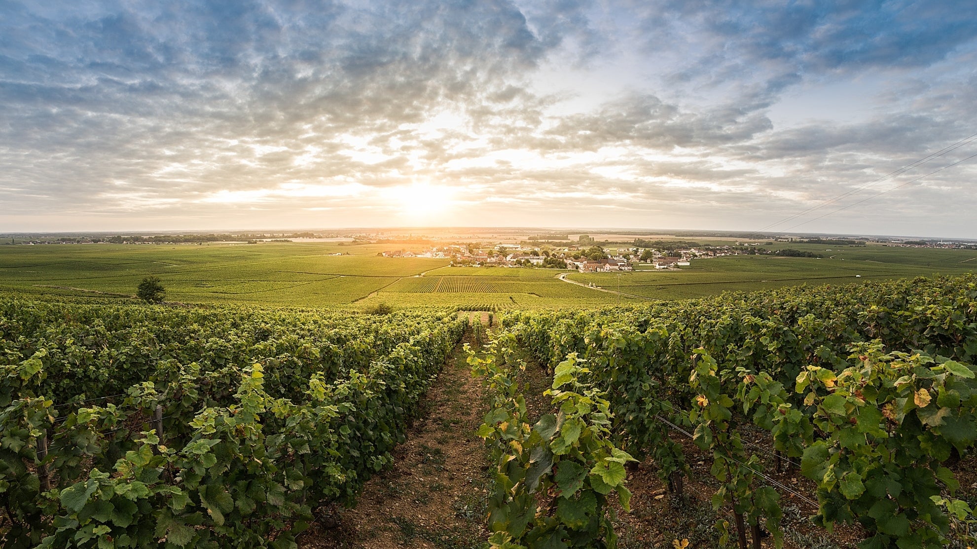 Domaine Michel Noellat Vineyards in Vosne-Romanee