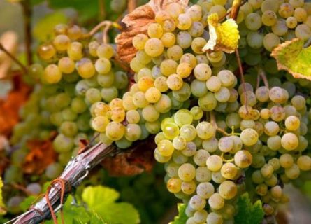 Blanc de Lynch Bages vineyard