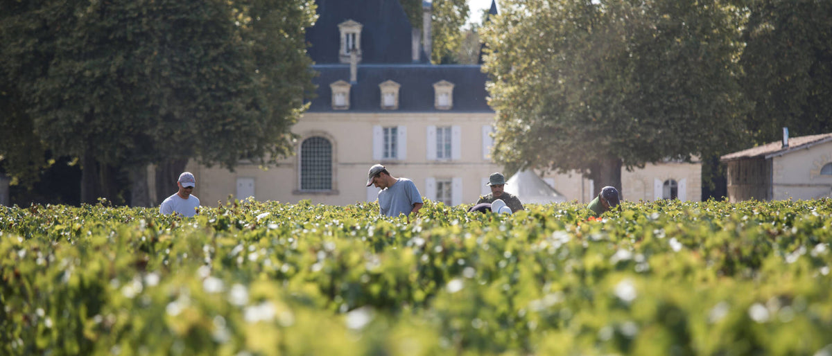 Château Cantemerle estate and vineyard in Haut-Médoc