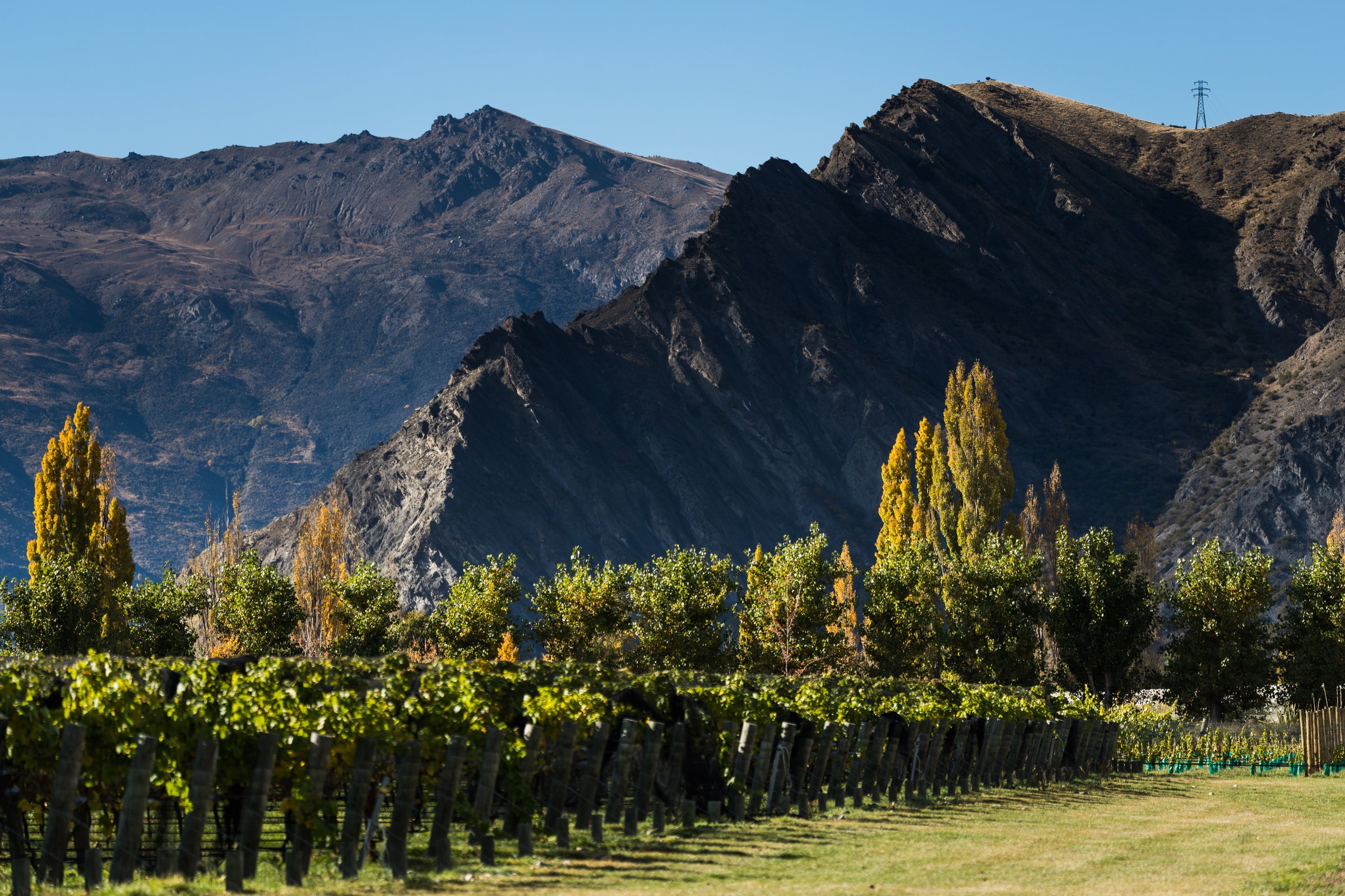 Valli Waitaki Vineyard