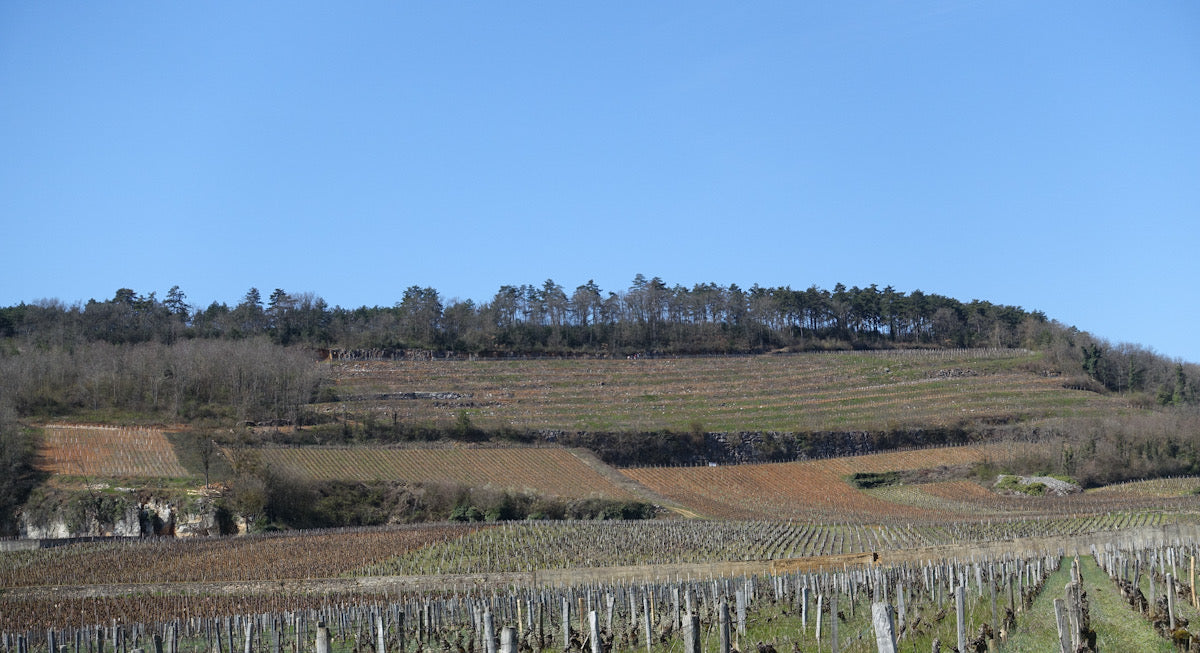 Domaine Bertrand Machard de Gramont Banner