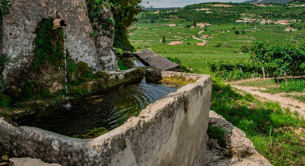 Domini Veneti Valpolicella Classico vineyard and Appassimento process