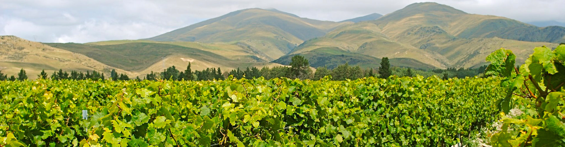 Valli Vineyards Central Otago landscape banner