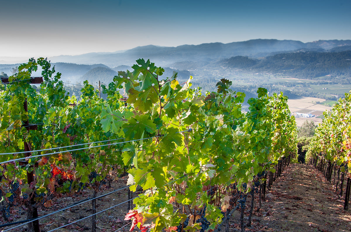 Howell Mountain vineyards above the Napa Valley fog
