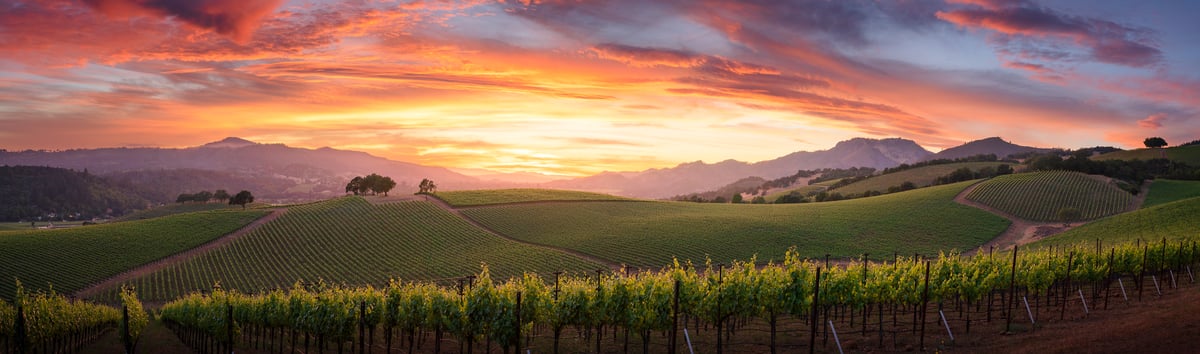 Elegant Burgundy Vineyard Landscape