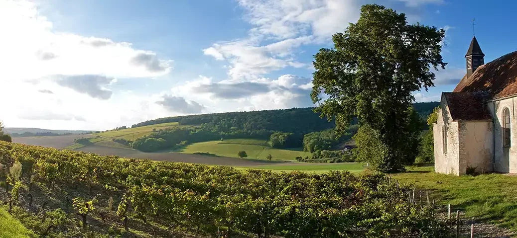 Chablis 1er Cru Les Lys Vineyard Landscape