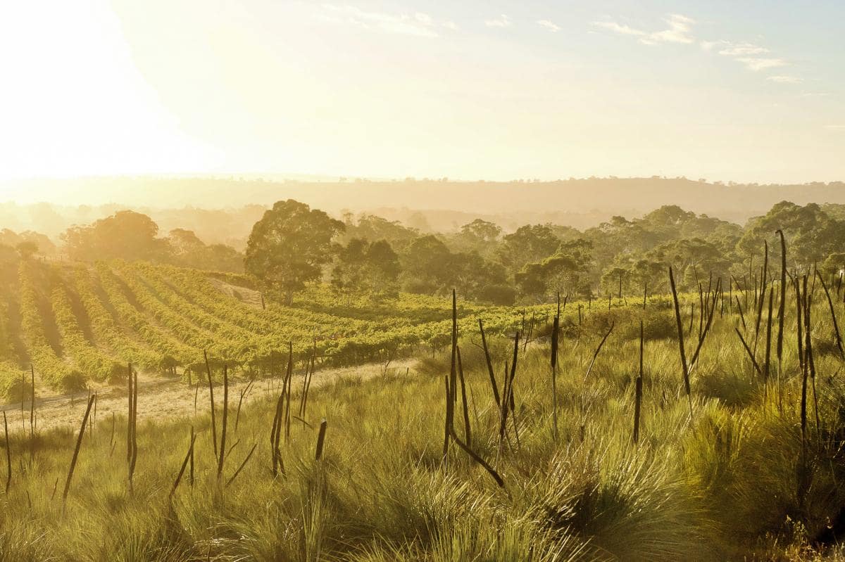 Love Over Gold vineyards on Mengler’s Hill, Eden Valley and Barossa Valley