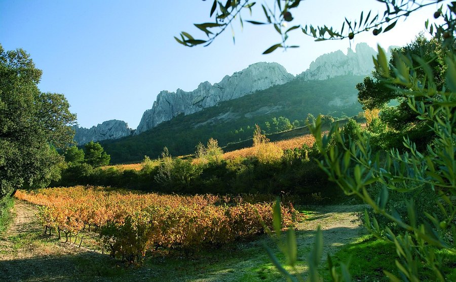 Gabriel Meffre Laurus Vineyard
