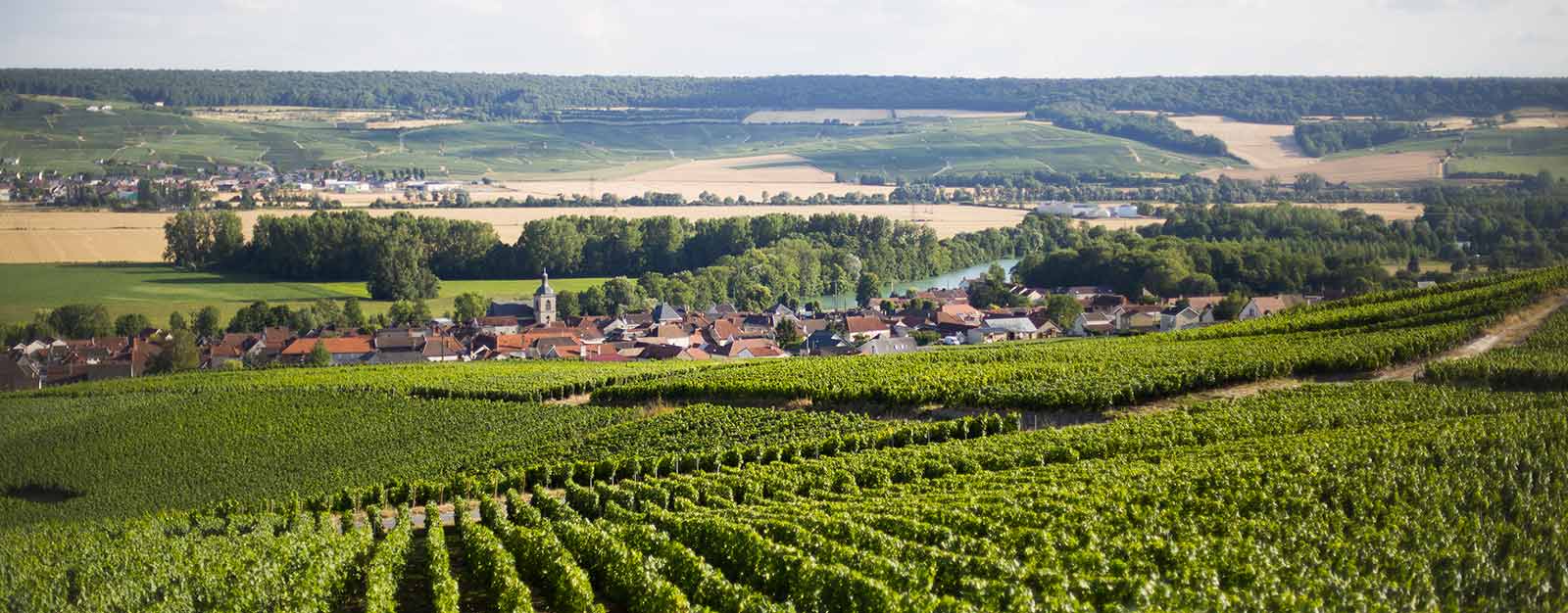 Champagne Pierre Bertrand Vineyard