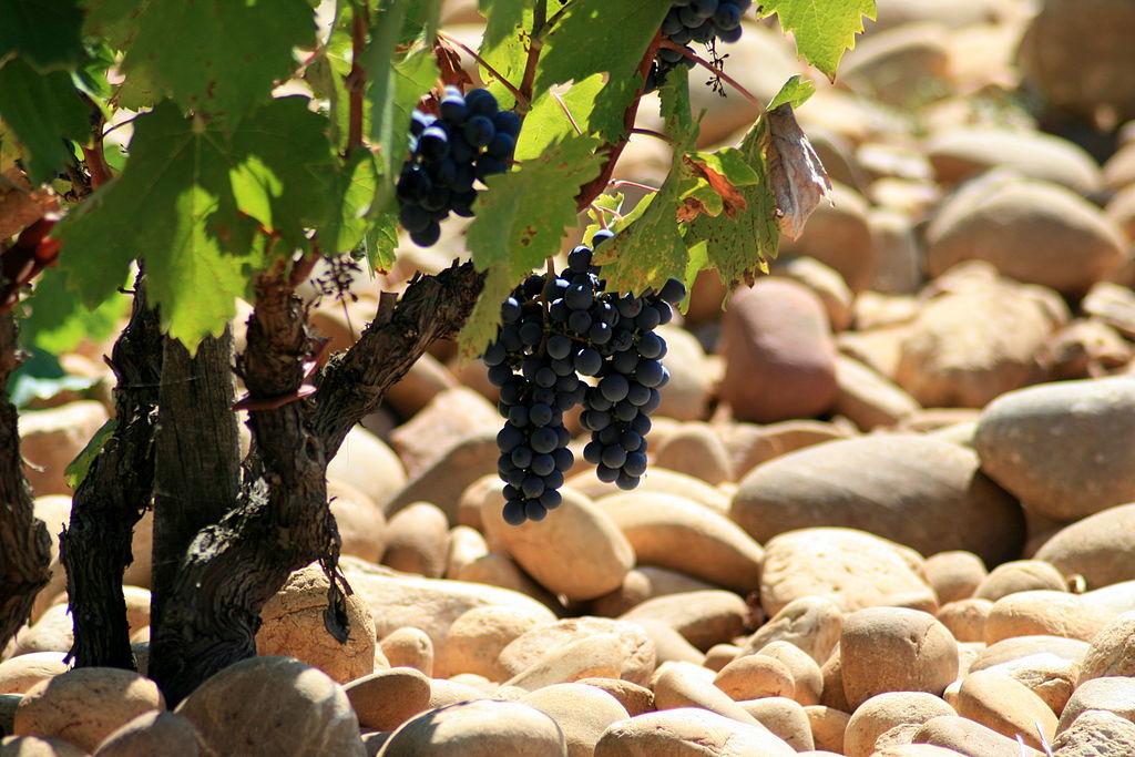 Domaine St Patrice old vines and Châteauneuf-du-Pape rolled-pebble terroir