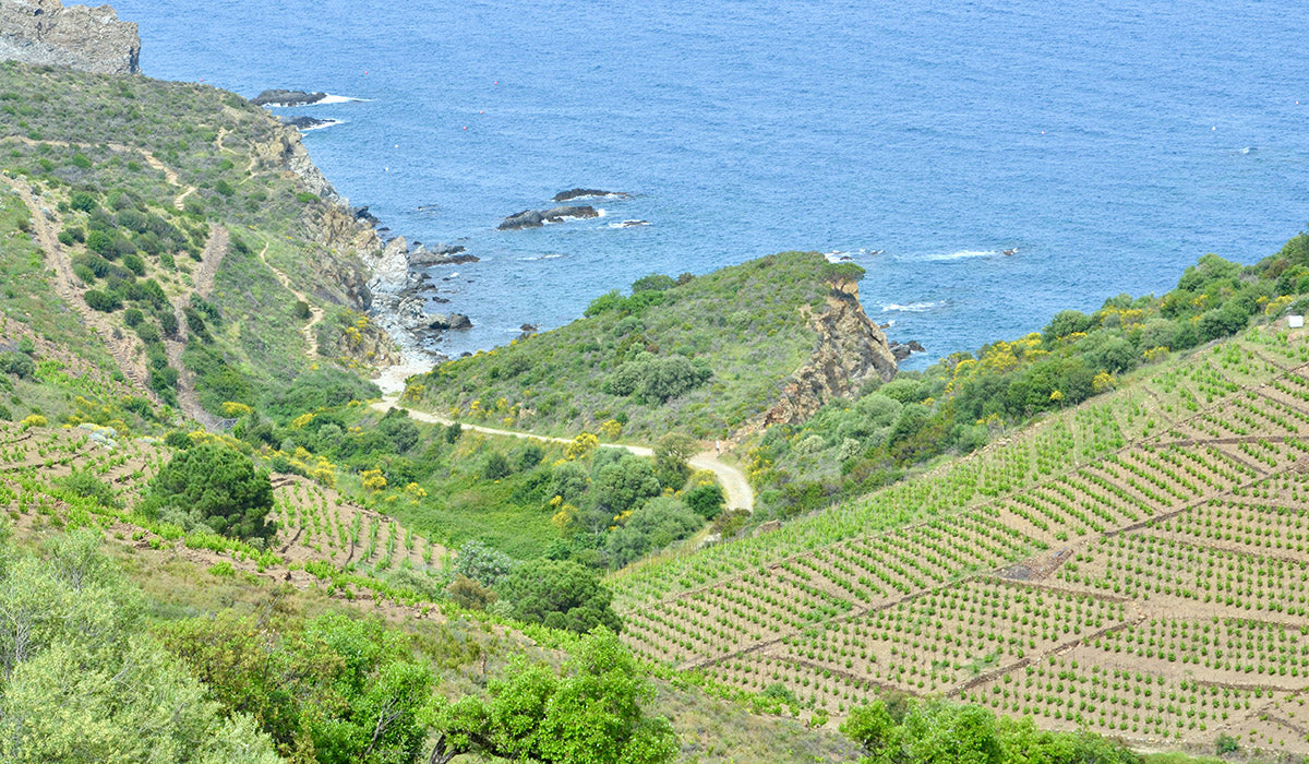 Coastal schist vineyards in Roussillon near Collioure