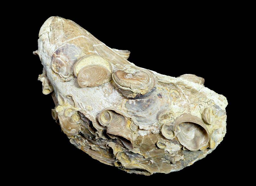 Kimmeridgian limestone and oyster fossils at Domaine Testut
