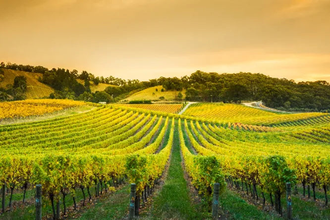 Champagne Delavenne Banner