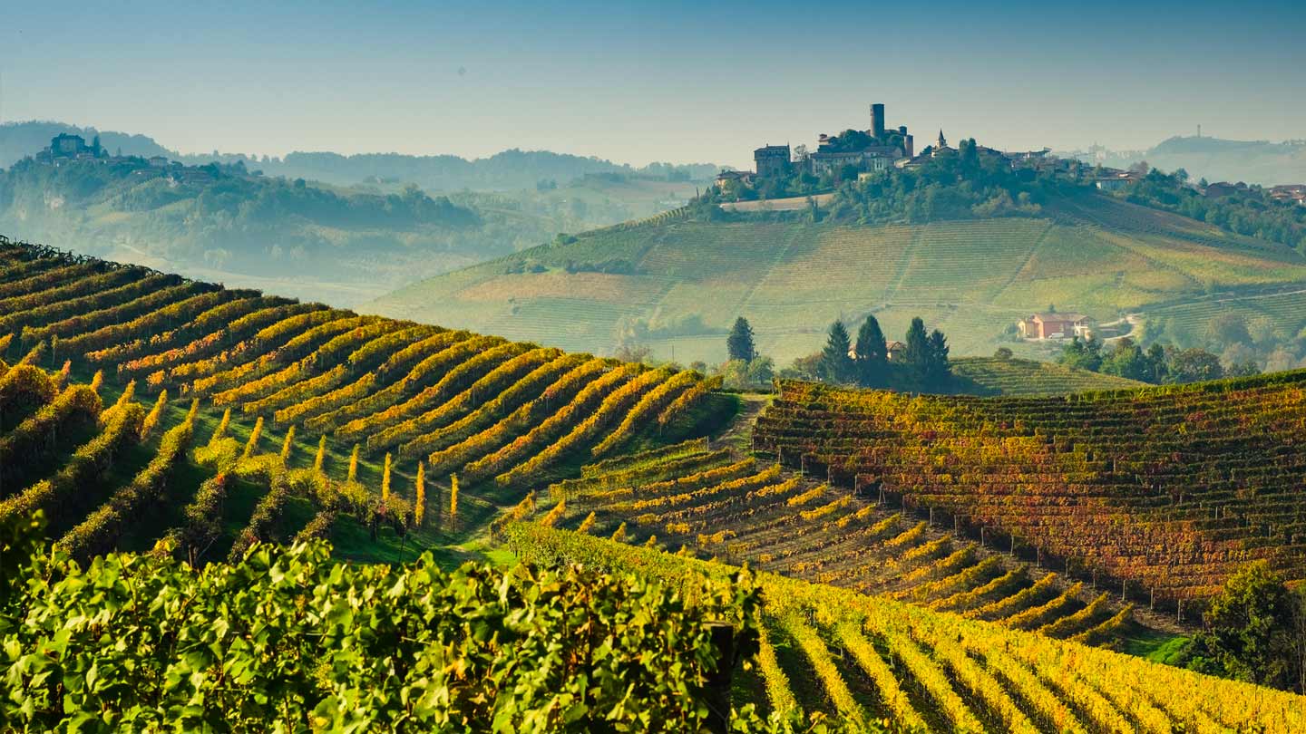 Virna Barolo Vineyard