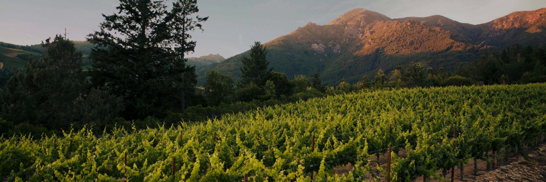 Anakota Knights Valley vineyard
